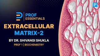 Extracellular Matrix: The Exam Questions Everyone Gets Wrong