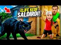 ELİF SİNEM KEDİLERİN SALDIRISINA UĞRADI EYVAH ‼️