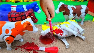 BAQRAEID ‼️ 🐮 AMAZING PROSES POTONG SAPI SIMOLASI QURBANI IDULIDHA COW CARTOON VIDEO