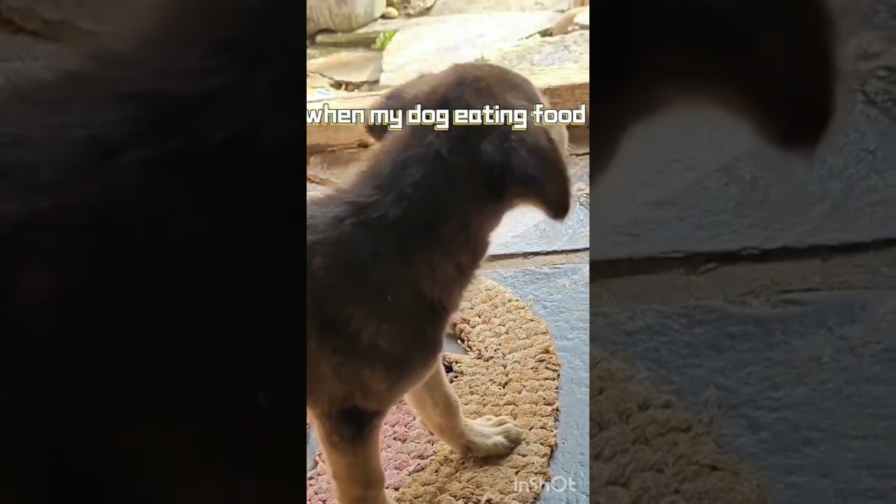 my new dog with old dog