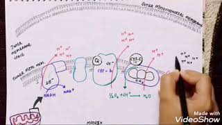 Electron transport chain in hindi | #electrontransportchain #oxidativephosphorylation