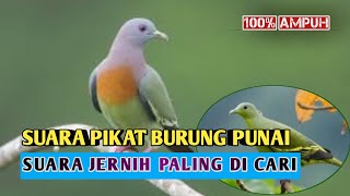 Download lagu Suara Pikat Burung Punai 100% Jernih Paling Banyak  Di Cari mp3