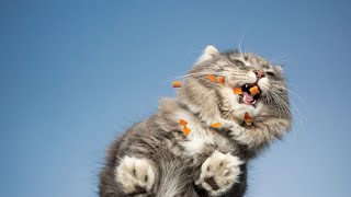 Felines & Flowers: Cats and Their Love for Spring Blooms