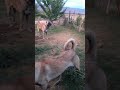 #aboneol #beniöneçıkart #kangal #köpek #kesfet #Boran...