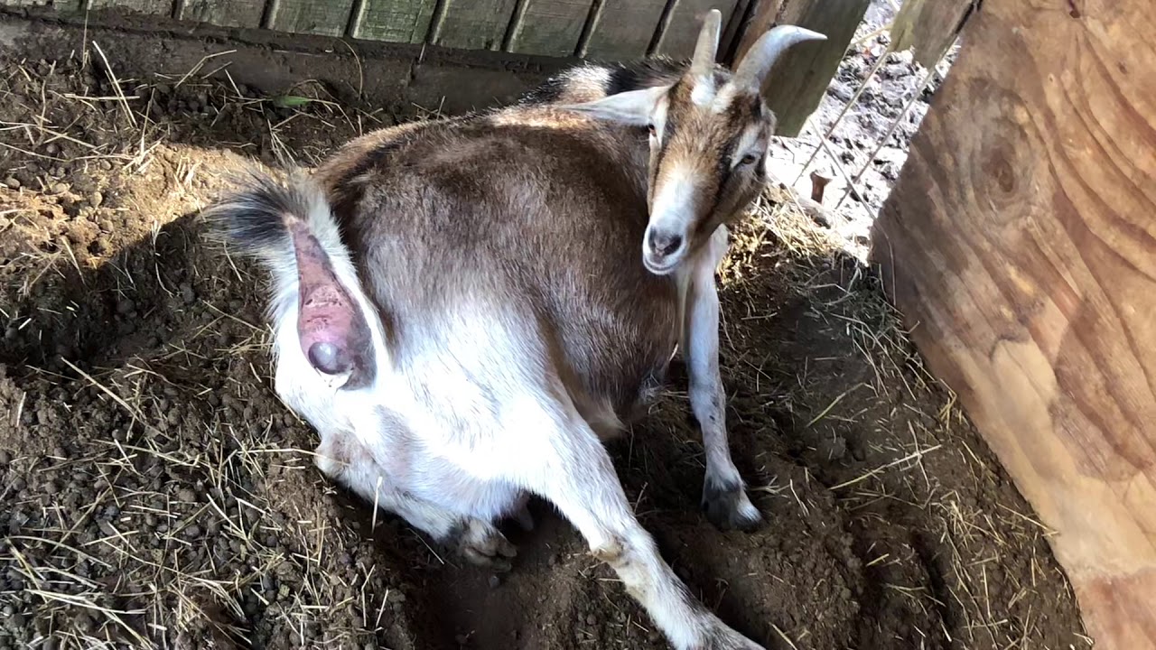 Part 2 Luna’s Birth of Her Babies