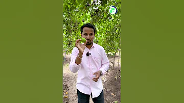 क य इस प रक र क न ब आपन द ख थ Seedless Lemon Shorts Indianfarmer 