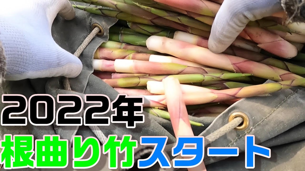 根曲り竹 青森県 根曲り竹始まりました Youtube