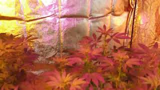 #AGE 21+ ONLY! Ninjas cannabis adventures