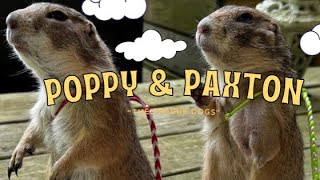 Poppy & Paxton the Prairie Dogs LIVE!