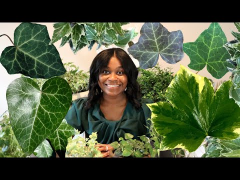 English Ivy Houseplant Varieties | Hedera Helix Vines