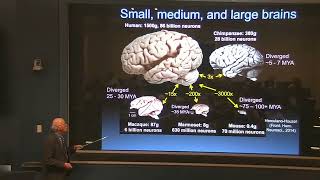 David Van Essen   Mapping human cerebral cortex  Structure, function, connectivity April 3, 2019