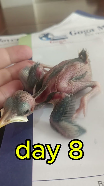 Baby myna bird day 8 #birds #catfeeding #petcare #feeding #pets #petfeeding #animals #pigeon