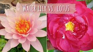 Water Lily Vs. Lotus | Difference between Water Lily and Lotus