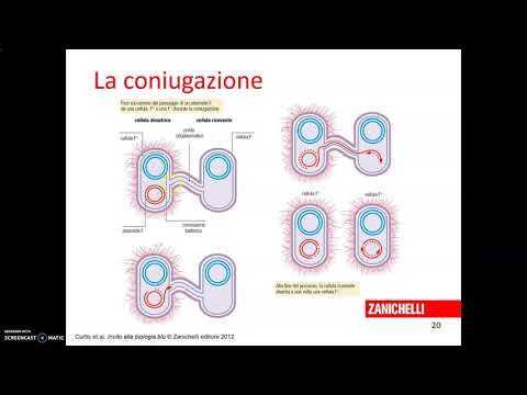 Video: Differenza Tra Ricombinazione E Attraversamento