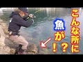 ケンサキイカ釣りしてたらまさかの奴が釣れた！穴釣りもしたよ！