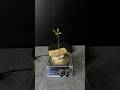 Mix:Tesla coil + sesame brittle + Plant #experiment #shorts