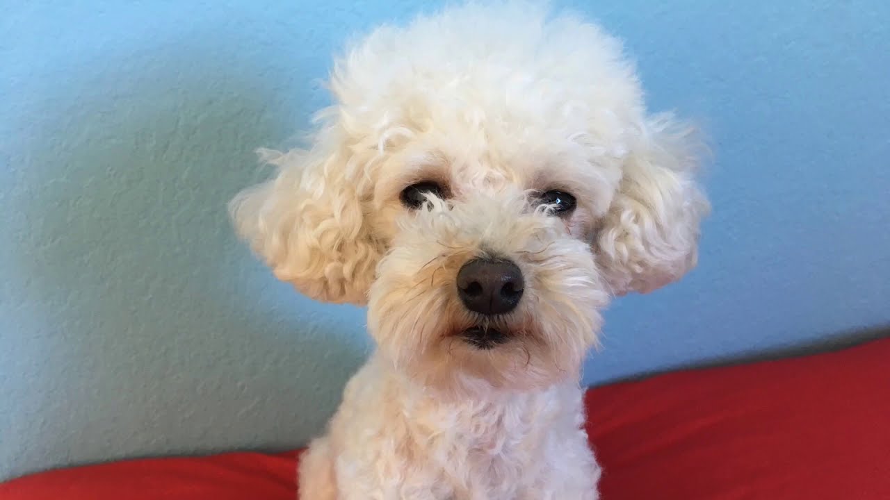 Dog Growing Hair YouTube