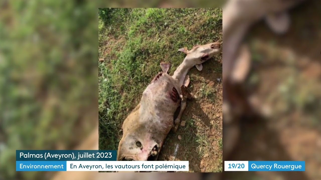 En Aveyron les attaques de vautours sur animaux vivants ne cessent mais JA et FDSEA ont obtenu...