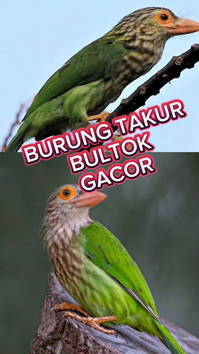 Suara burung takur bultok gacor #burung #kicaumania #birds