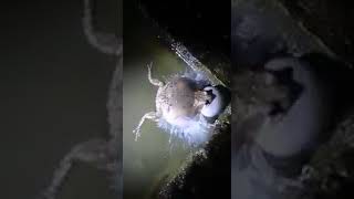 Download Lagu Bunyi Kodok MP3