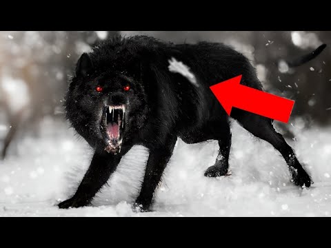 Видео: Вот Почему Охотники Никогда не Трогают Волков с Белой Меткой