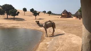 Desert - Camel Timelapse