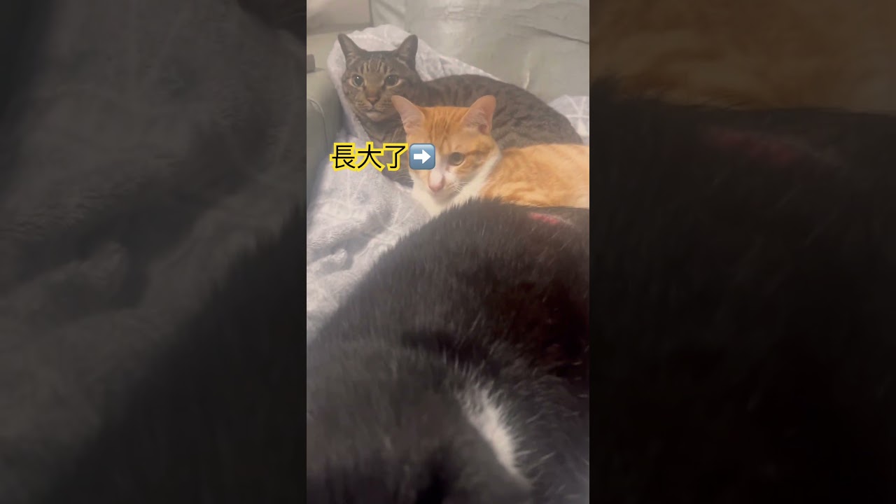 #cat #貓咪日常 #cute #cutecat #喵哥是萌新 #kitten #寵物友善日常 #貓咪 縮圖