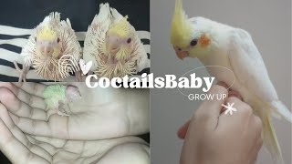 How my cocktail babies grown up| @saffy_here