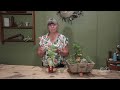 Tips on Lemon Verbena