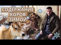 Как содержать коров зимой? | Кормление, уход, содержание коровы в зимнее время