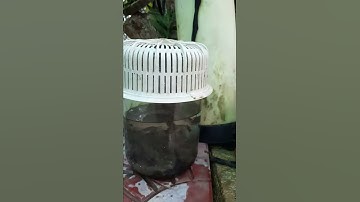 Bắt cá rô đồng làm cảnh