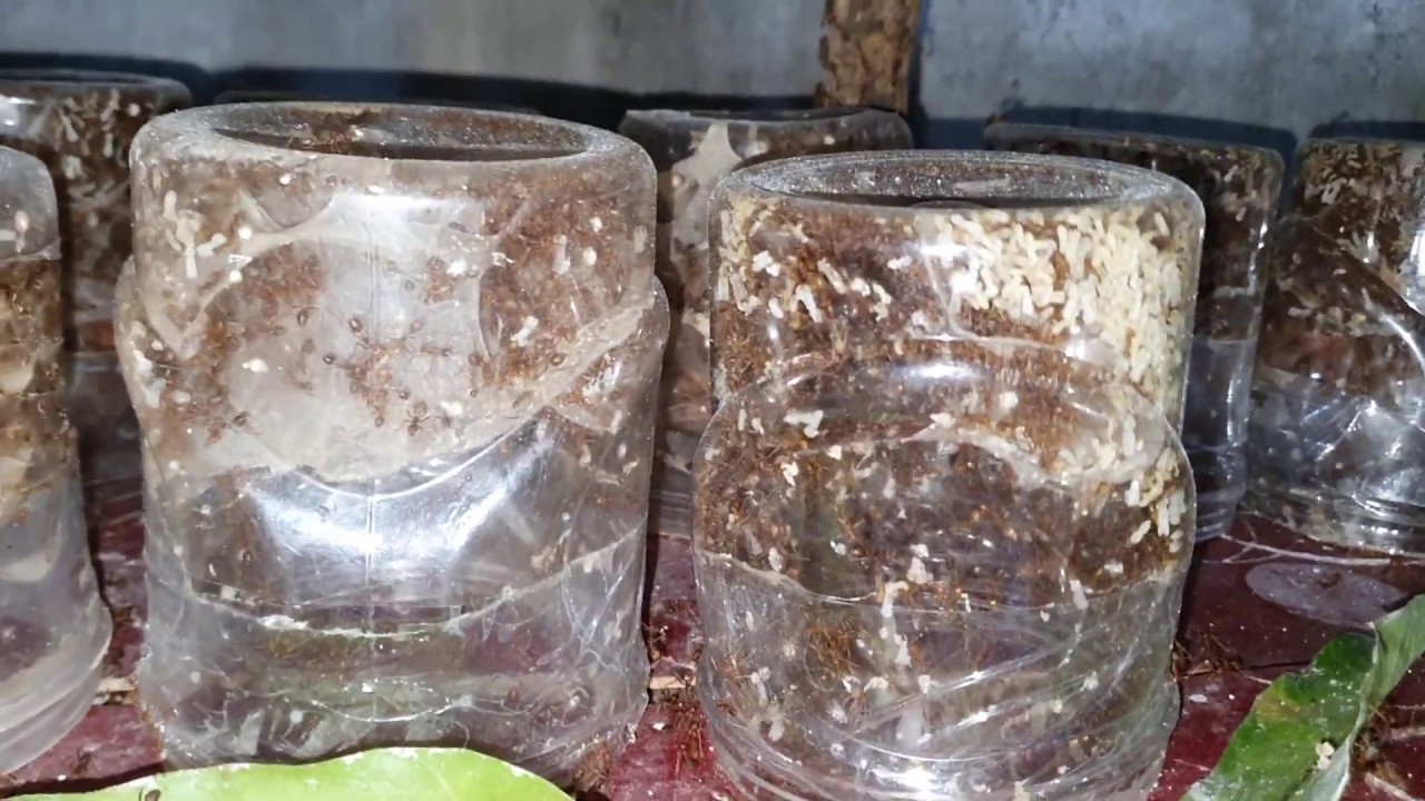 MEMULAI USAHA BUDIDAYA KROTO 