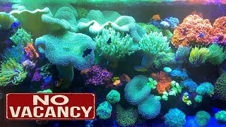 REEF TANK REACHES CAPACITY - More corals added and the color smash 100 gallon is full!