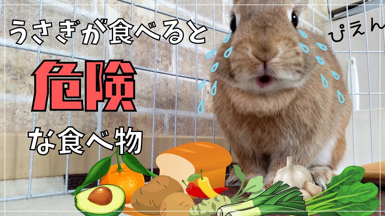 あげるな危険 知らずに食べさせると命に関わります うさぎの飼い方 8 Youtube