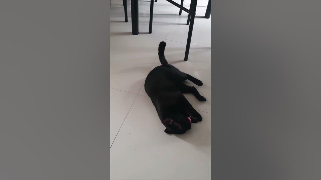 Cat Reaction infront of unneutered stray cat 🤣🤣🤣 shorts YouTube