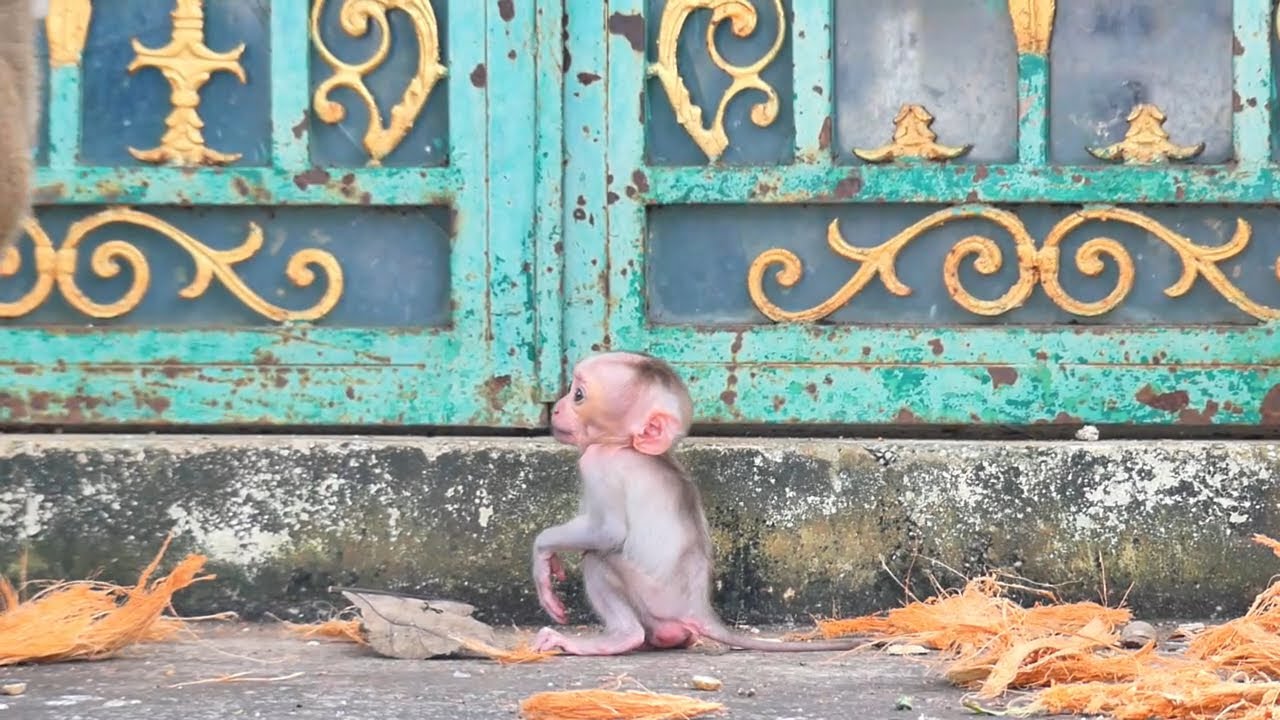 A Baby Monkey Expressing Joy Through Motion - YouTube