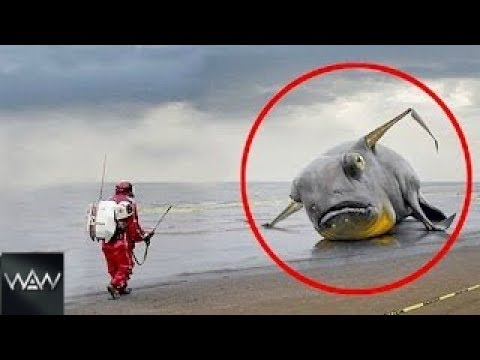 Strangest Sea Creatures