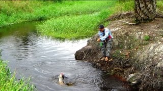 MENDEBARKAN ‼️ Jumpa lapak Ikan Toman tepi jalan