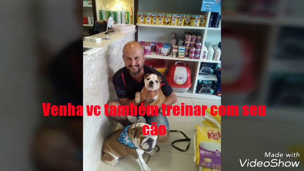 Alex Adestrador de cães de todas as raças