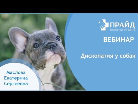 Дископатия у собак