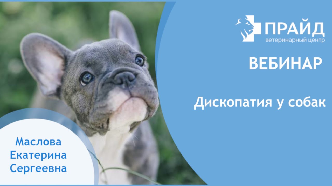 Дископатия у собак - YouTube