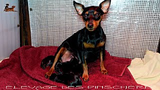 PINSCHER NAIN MANCHE  Naissance des petits de Tania  16 avril 2024