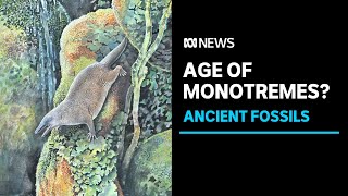 100million yearold monotreme fossils unveiled | ABC News