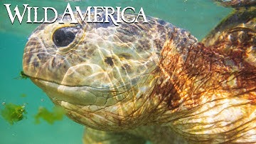 Wild America | S4 E8 Truth About Turtles | Full Episode HD