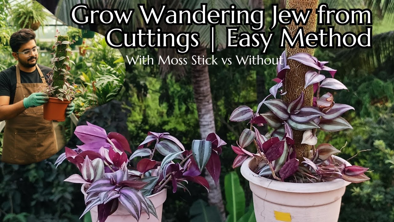 One Trick to Make Wandering Jew Bushy & Beautiful | Easy Propagation Guide
