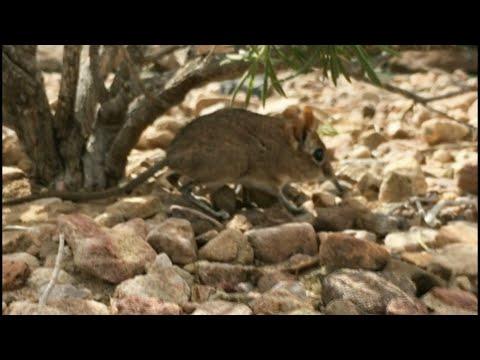 Long-lost Somali elephant shrew found in Horn of Africa | AFP