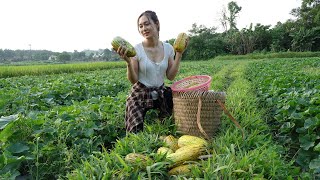 Harvest soft melons to sell at the market-Grow vegetables to take care of the farm | Ngân Daily Life screenshot 2
