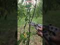 How to Prune a 1-Year-Old Plum Tree | Beginner’s Guide for Healthy Growth#satisfying #pruning #short