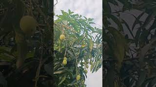Mango 🥭😋 #nature #viral#yt #ytshorts#mango#mangoshorts