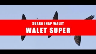 WALET SUPER | SUARA INAP WALET CEPAT MENGINAP 2017 - FULL AUDIO HQ